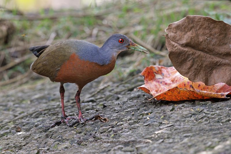 Little Wood-Rail - Aramides mangle