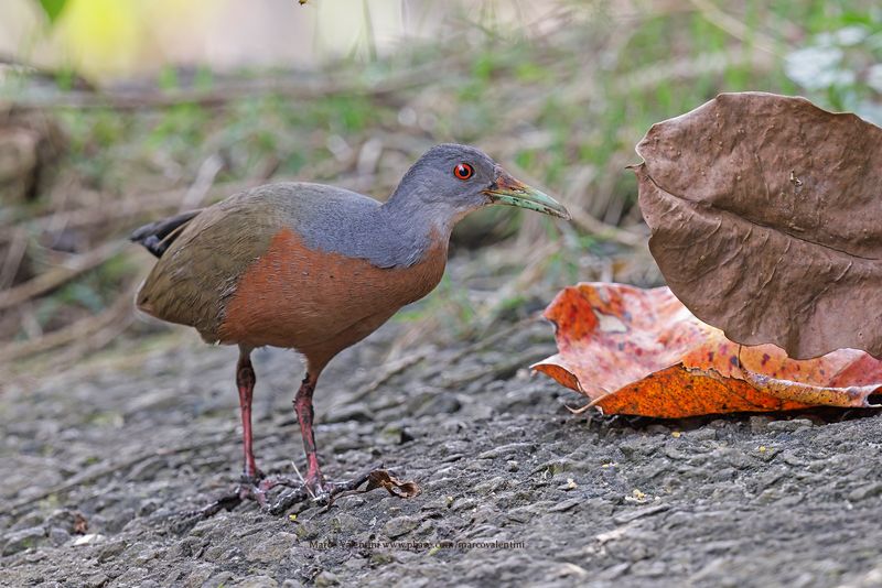 Little Wood-Rail - Aramides mangle