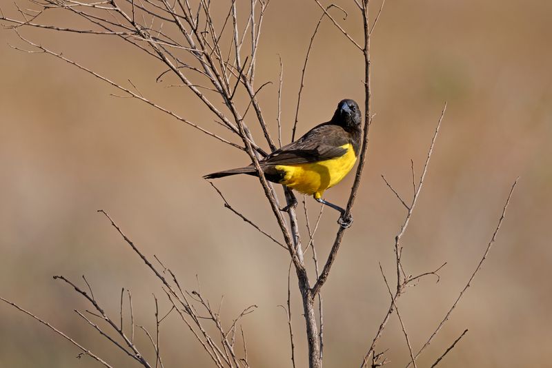 Yellow-rumped Marshbird - Pseudoleistes guiraburo