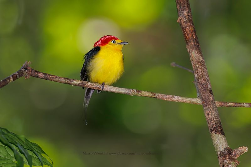 Wire-tailed Manakin - Pipra filicauda