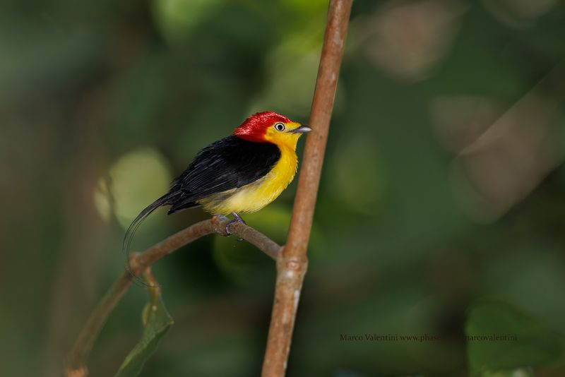Wire-tailed Manakin - Pipra filicauda