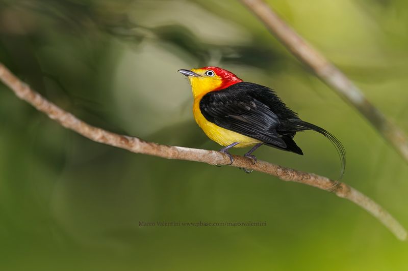 Wire-tailed Manakin - Pipra filicauda