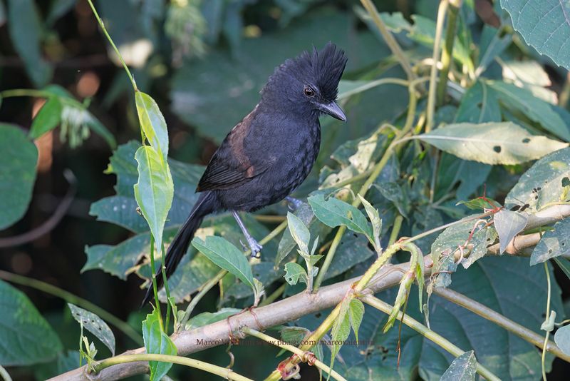 Tufted Antshrike - Mackenziaena severa