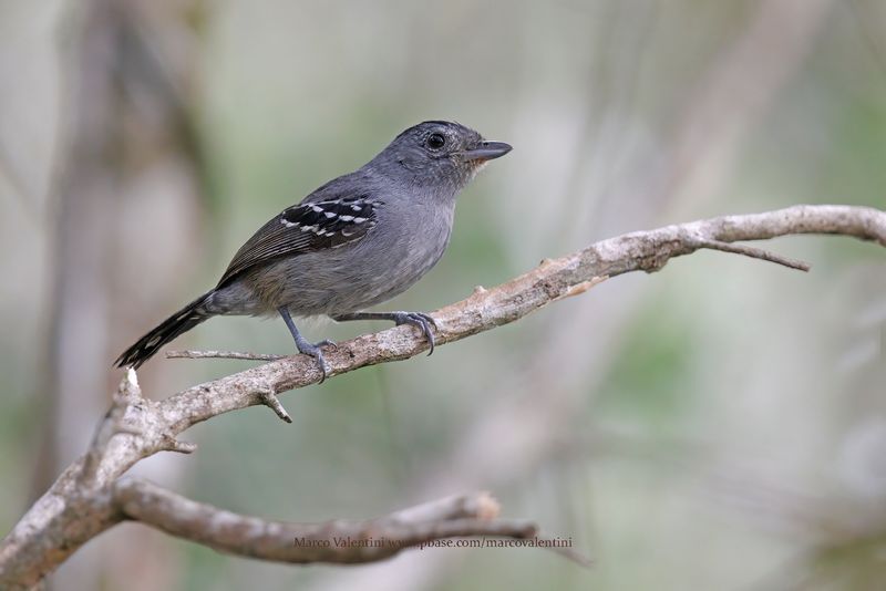 Variable Antshrike - Thamnophilus caerulescens