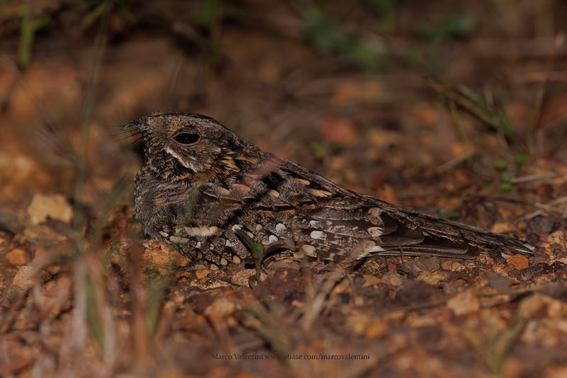 Little Nightjar - Setopagis parvula