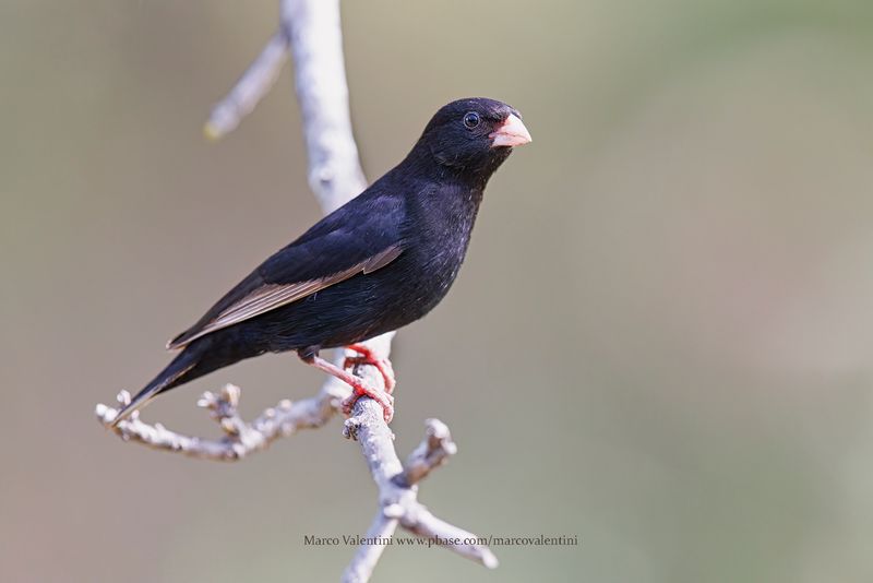 Purple Indigobird - Vidua purpurascens