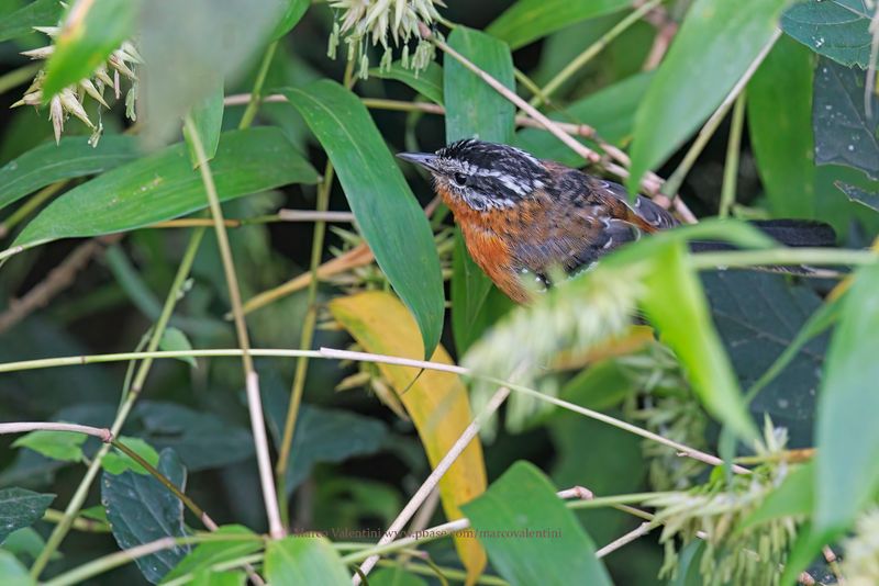 Ferruginous Antbird - Drymophila ferruginea