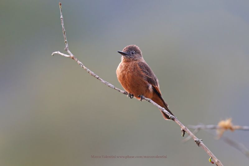 Cliff flycatcher - Hirundinea ferruginea