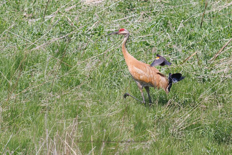 Sandhill crane - Antigone canadensis