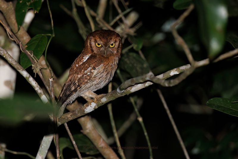 Tropical Screech-Owl - Megascops choliba