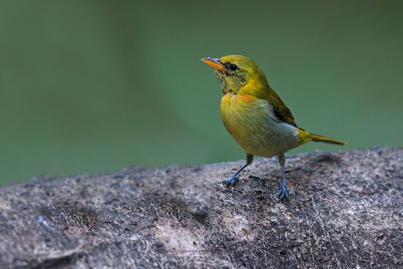 Guira Tanager - Hemithraupis guira