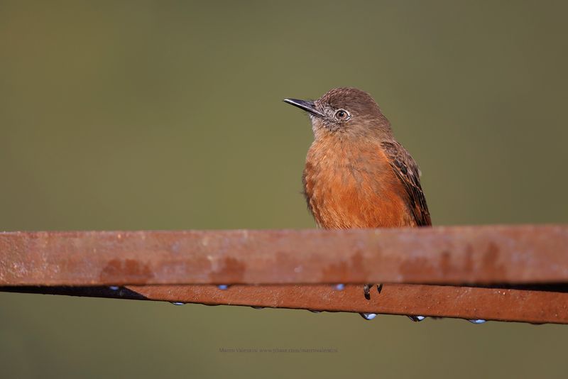 Cliff flycatcher - Hirundinea ferruginea