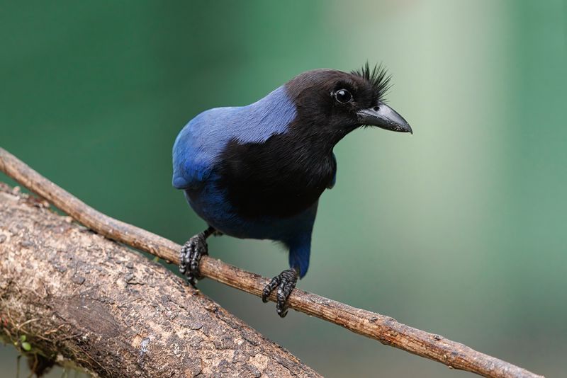 Azure Jay - Cyanocorax caeruleus