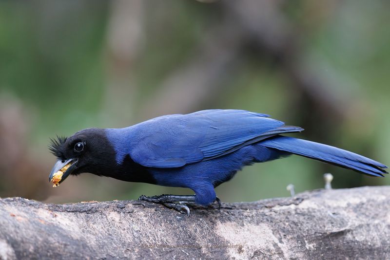 Azure Jay - Cyanocorax caeruleus