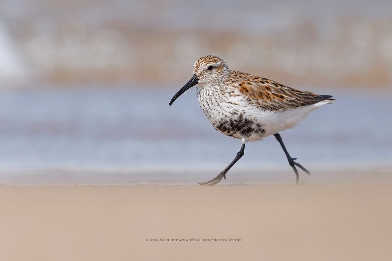 Dunlin - Calidris alpina