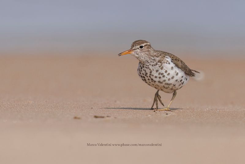 Spotted sandpiper - Actitis macularia