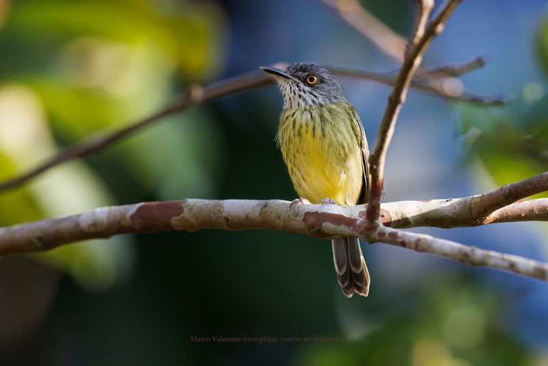 Spotted Tody-Flycatcher - Todirostrum maculatum