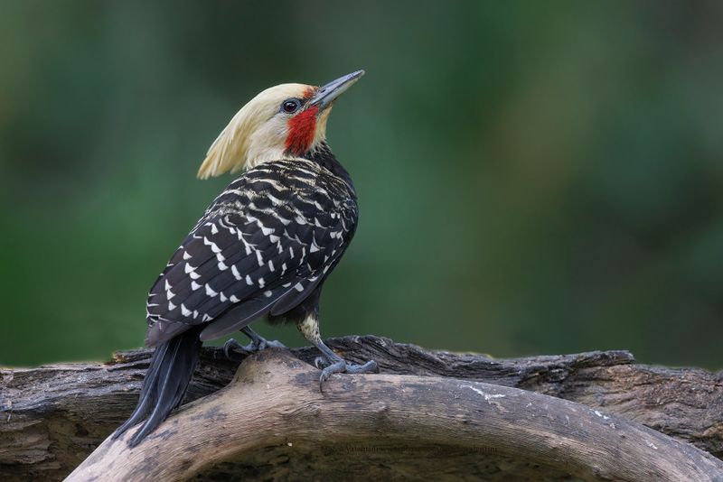 Blond-crested Woddpecker - Celeus flavescens