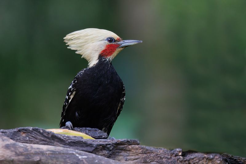 Blond-crested Woddpecker - Celeus flavescens