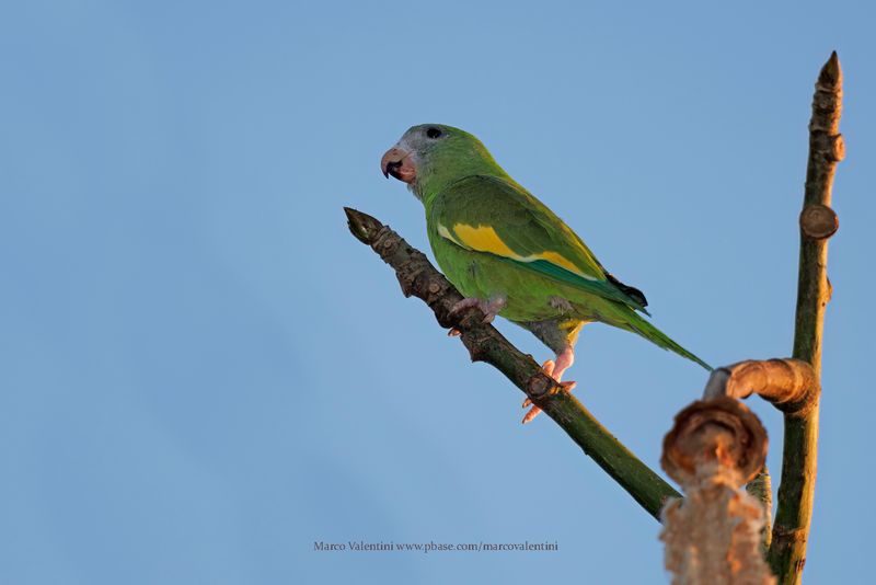 White-winged Parakeet - Brotogeris versicolurus