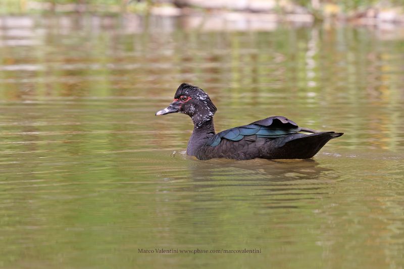 Muscovy duck - Cairina moschata