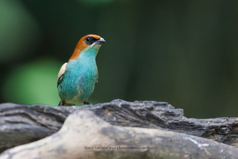 Black-backed Tanager - Stilpnia peruviana