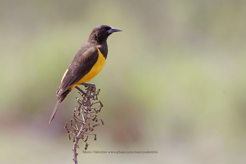 Yellow-rumped Marshbird - Pseudoleistes guirahuro 