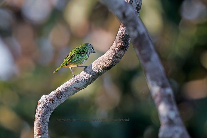 Spotted Tanager - Ixothraupis punctata