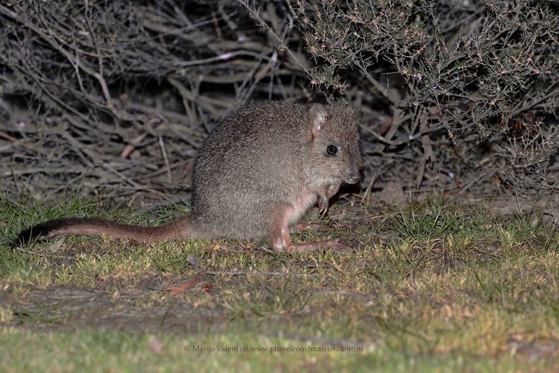 Woylie - Bettongia penicillata