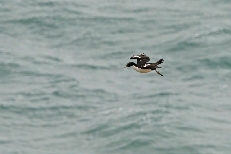Stewart Island Shag - Leucocarbo chalconotus