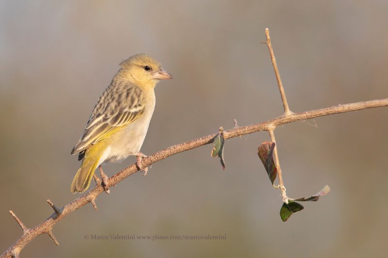 Southern Masked Weaver - Ploceus velatus