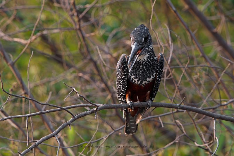 Giant kingfisher - Megaceryle maxima