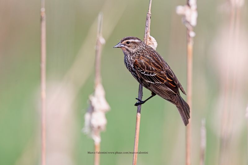 Red-winged Blackbird - Agelaius phoeniceus