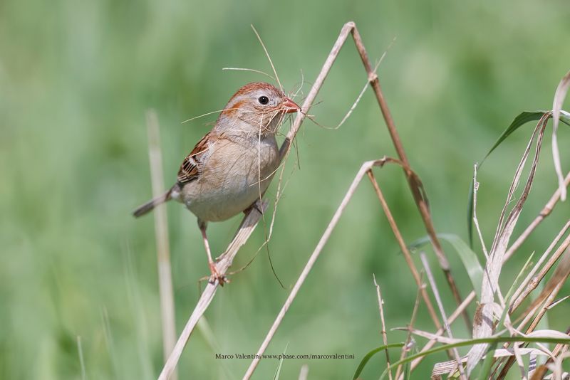 Field Sparrow - Spizella pusilla