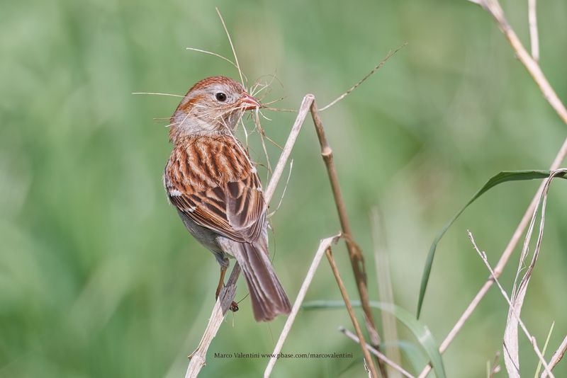 Field Sparrow - Spizella pusilla