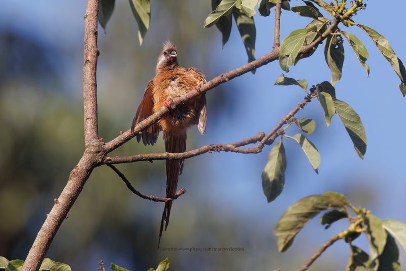 Speckled Mousebird - Colius striatus