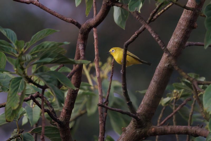 Southern Yellow White-eye - Zosterops anderssoni