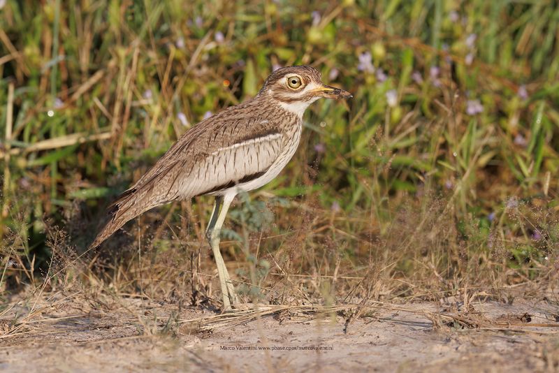 Water Dikkop - Burhinus vermiculatus