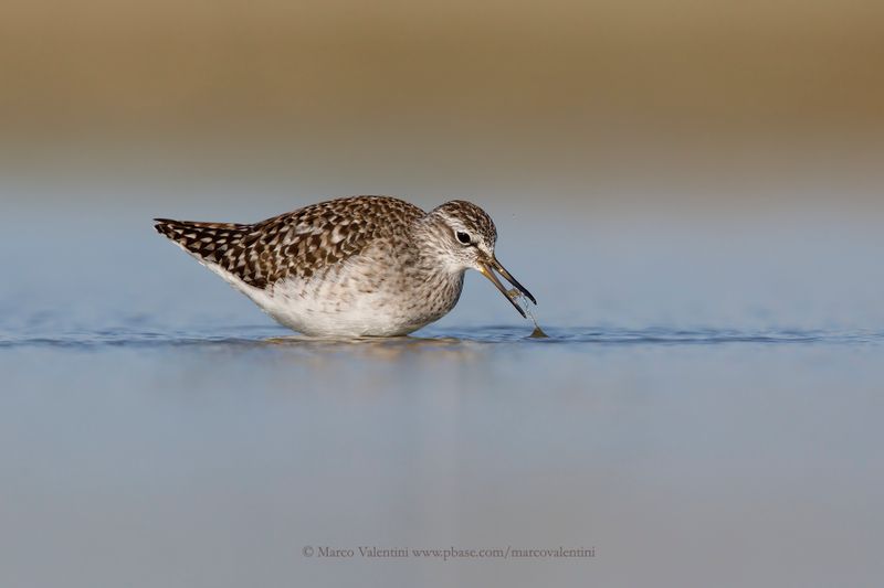 Wood sandpiper - Tringa glareola