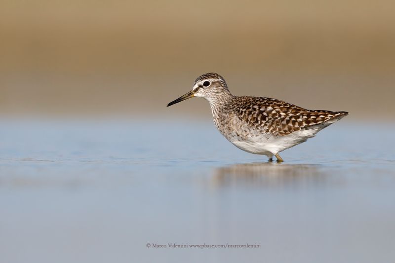 Wood sandpiper - Tringa glareola