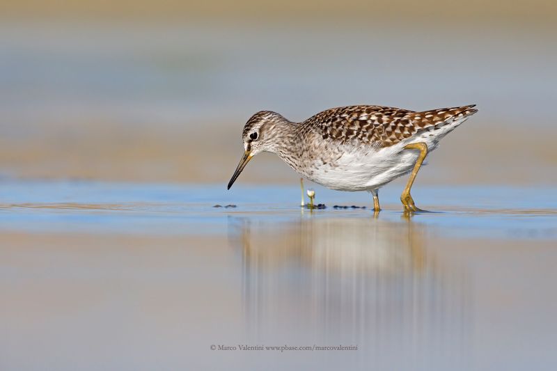 Wood sandpiper - Tringa glareola
