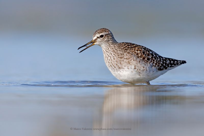 Wood sandpiper - Tringa glareola