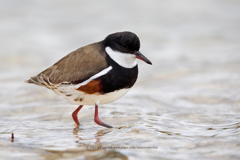 Red-kneed Dotterel - Erythrogonys cinctus