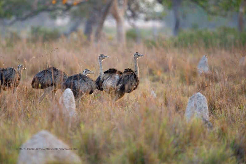 Greater Rhea - Rhea americana