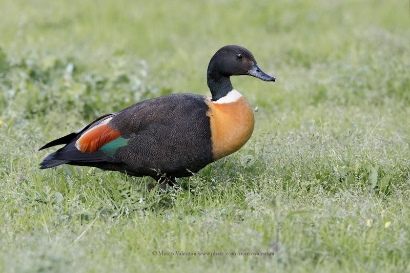 Australian shelduck - Tadorna tadornoides