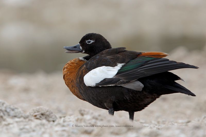 Australian shelduck - Tadorna tadornoides