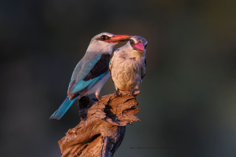 Woodland Kingfisher - Halcyon senegalensis