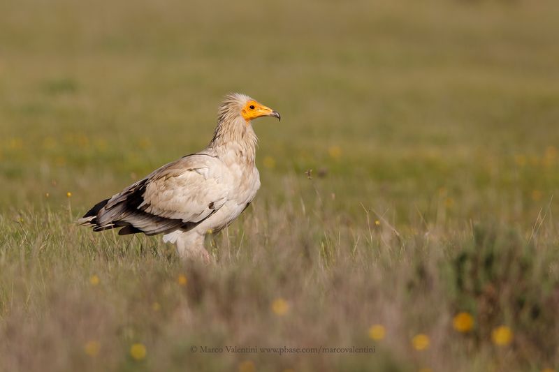 Egyptian vulture - Neophron percnopterus