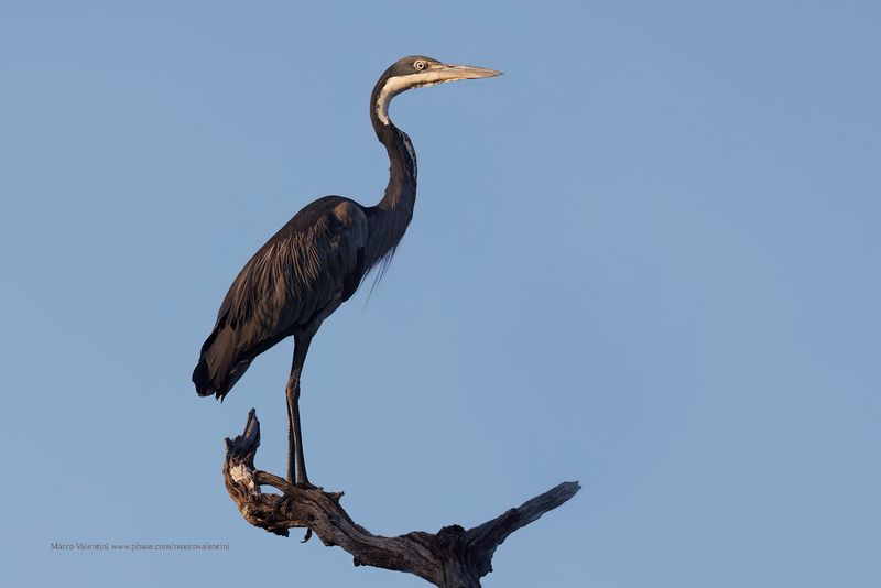 Black-headed Heron - Ardea melanocephala