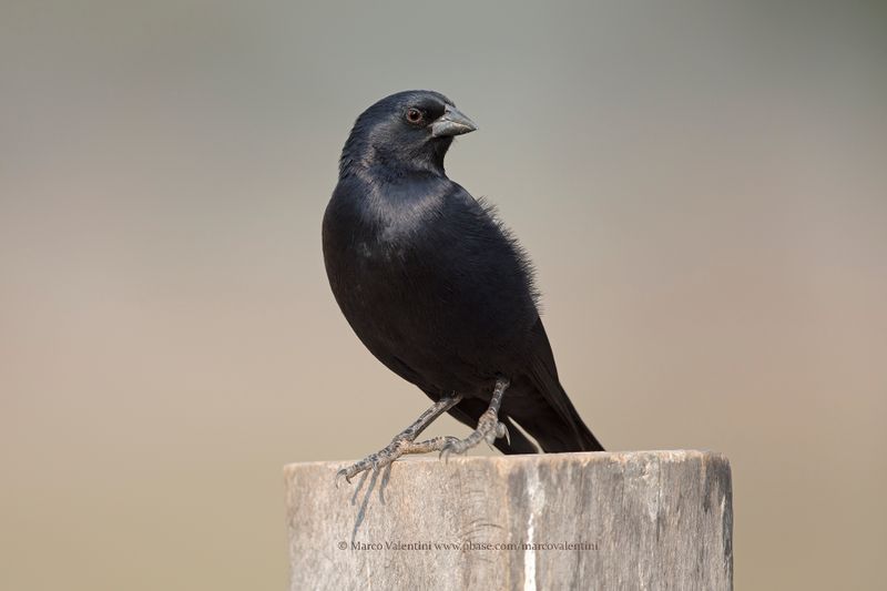 Screaming cowbird - Molothrus rufoaxillaris